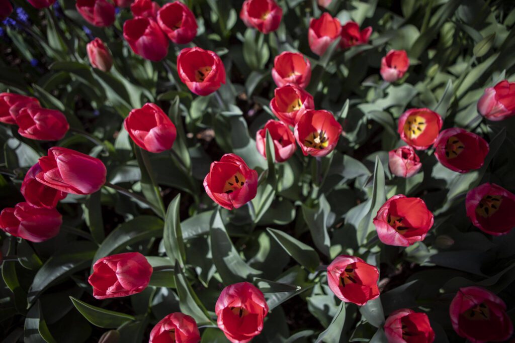 A section of tulips among daffodils and other flowers grow during the Skagit Valley Tulip Festival at RoozenGaarde in Mount Vernon, Washington on Friday April 14, 2023. (Annie Barker / The Herald)

