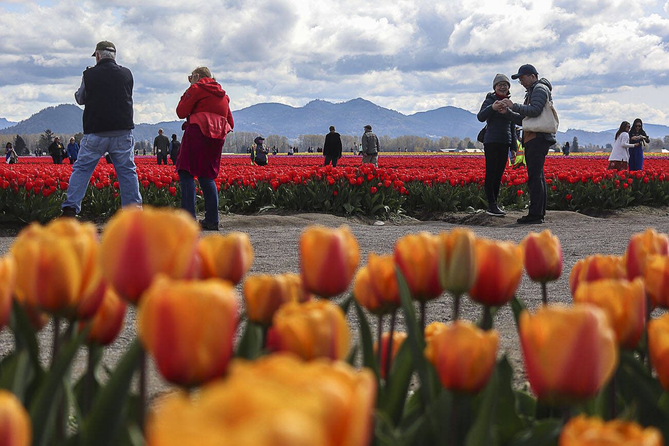 People wander around and photograph fields of tulips, daffodils and other flowers during the Skagit Valley Tulip Festival at RoozenGaarde in Mount Vernon, Washington, on Friday April 14, 2023. (Annie Barker / The Herald)