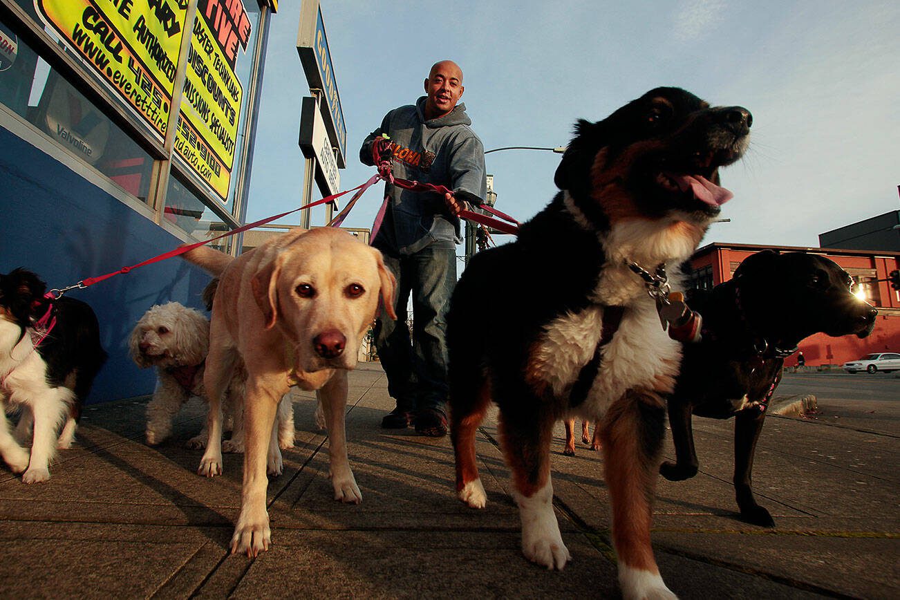 Mark Mulligan / The Herald
Michael Silva controls seven dogs as he walks west on Hewitt Avenue in downtown Everett. Silva started his small business, Scooby's Dogwalking, while recovering from an illness.
Photo taken 20131125