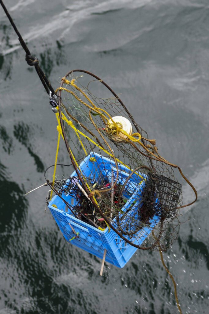 A basket is hoisted out of the water during an underwater scuba maintenance event at the Edmonds Fishing Pier in Edmonds, Washington on Sunday, April 2, 2023. (Annie Barker / The Herald)
