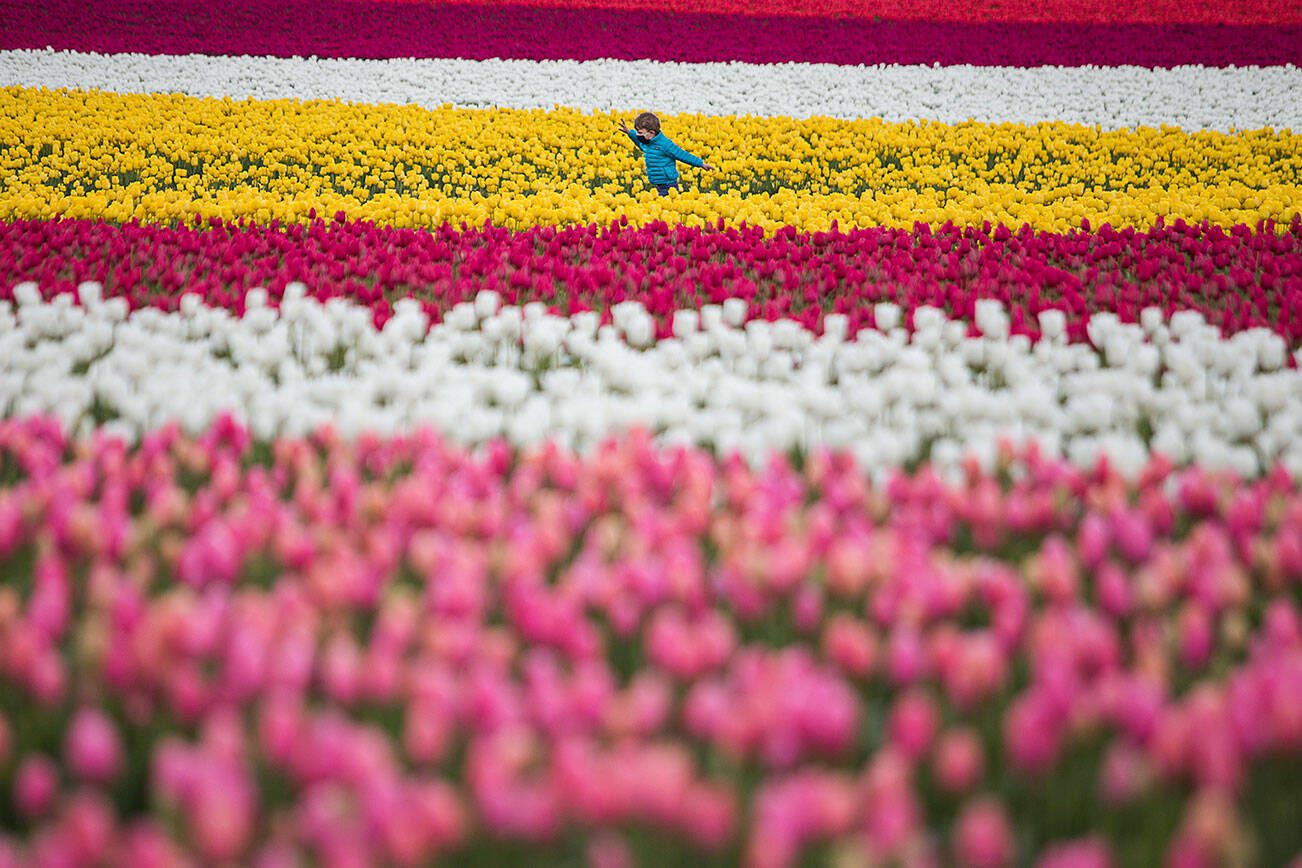 Jack Yoke, 5, runs through the Roozengaarde tulip fields in Mount Vernon, Wash. in 2021. Saturday kicks off the 2023 Skagit Valley Tulip Festival that blooms for a month. Olivia Vanni / The Herald
