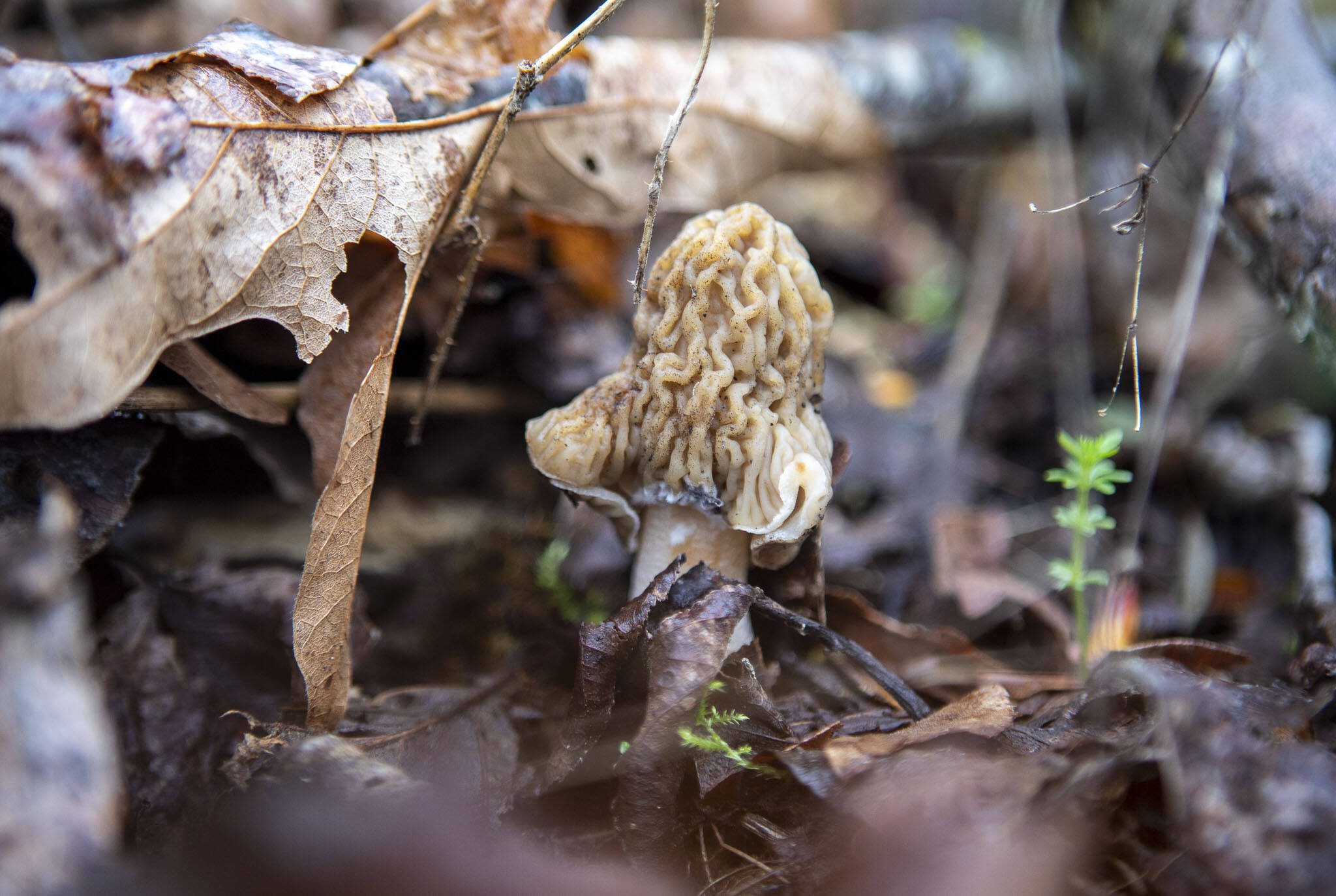 A verpa mushroom at Lord Hill Park on Saturday, April 8, 2023 in Snohomish, Washington. (Annie Barker / The Herald)