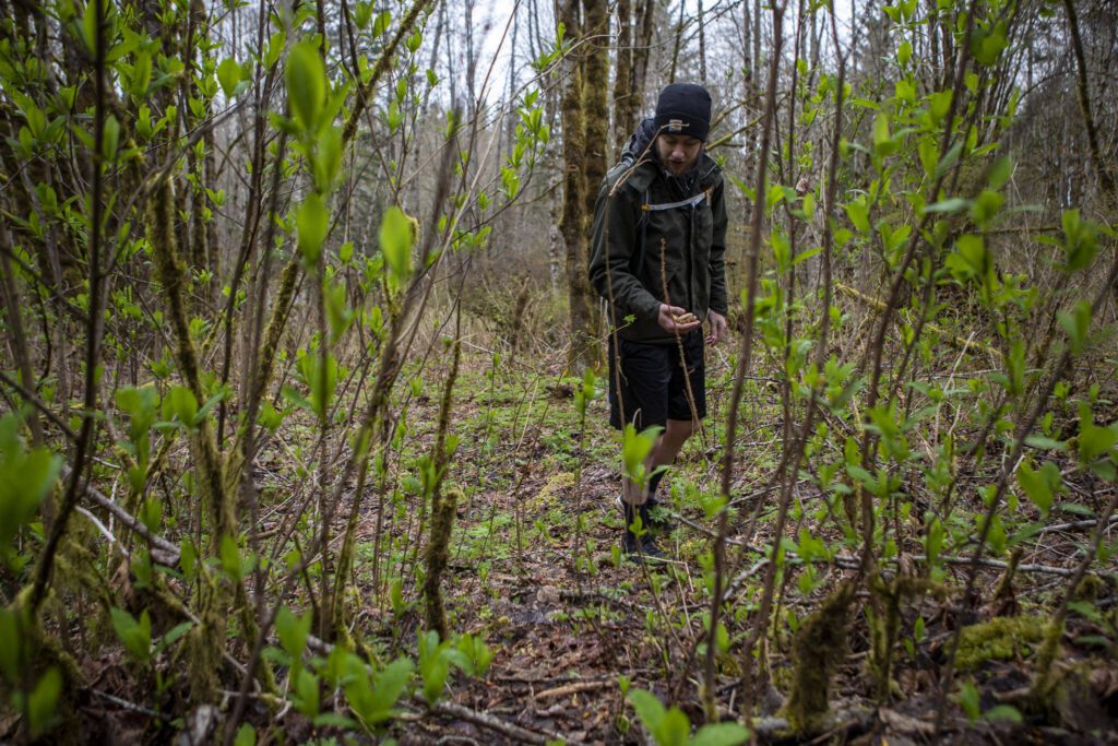 Andrew Fisher finds verpa mushrooms with other members of the Snohomish County Mycological Society at Lord Hill Park on Saturday, April 8, 2023 in Snohomish, Washington. (Annie Barker / The Herald)
