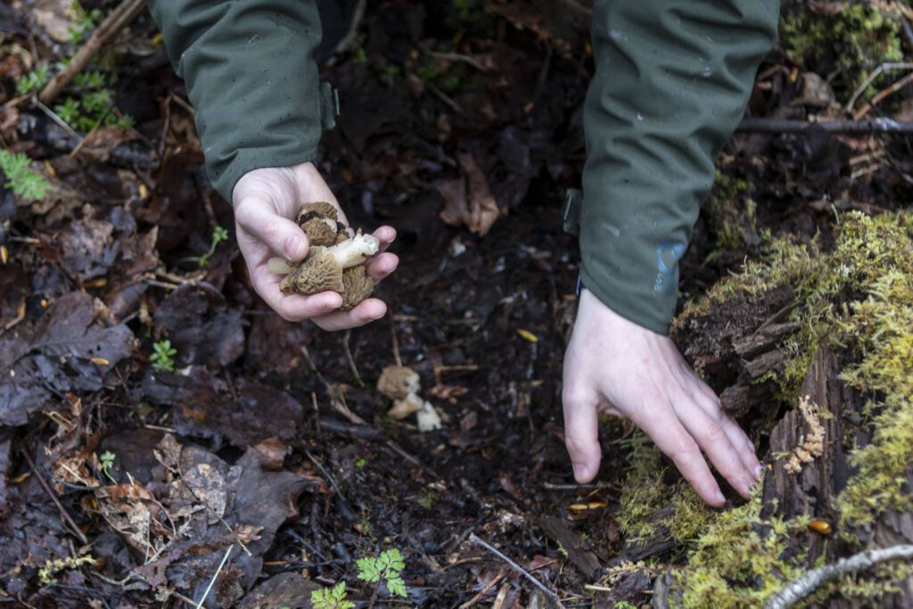 Andrew Fisher finds verpa mushrooms with other members of the Snohomish County Mycological Society at Lord Hill Park on Saturday, April 8, 2023 in Snohomish, Washington. (Annie Barker / The Herald)
