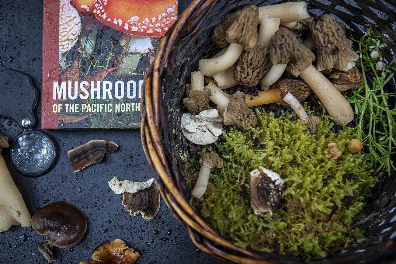 Mushrooms found by members of the Snohomish County Mycological Society at Lord Hill Park on Saturday, April 8, 2023 in Snohomish, Washington. (Annie Barker / The Herald)