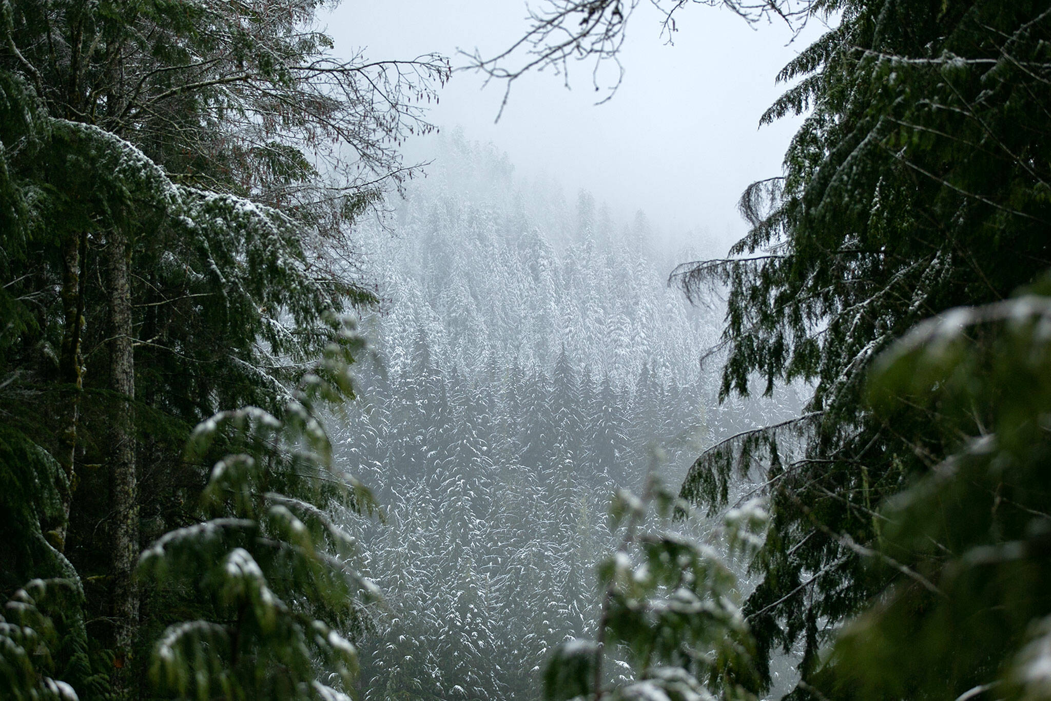 Snow dusts the treeline near Heather Lake Trailhead in the area of a disputed logging project on Tuesday, April 11, 2023, outside Verlot, Washington. (Ryan Berry / The Herald)