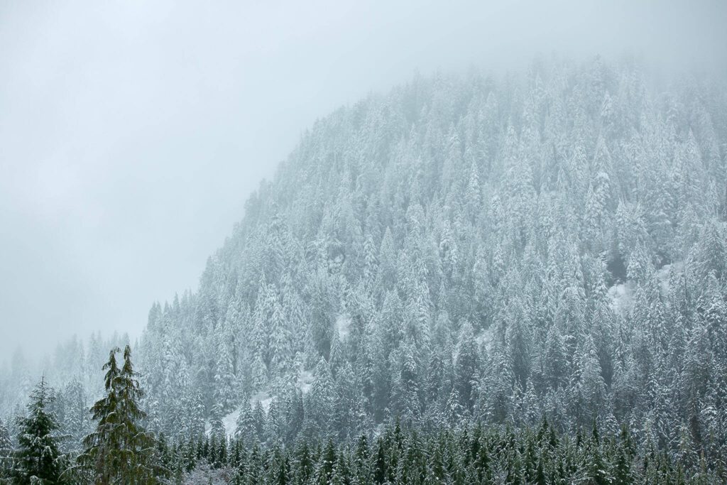 Snow and clouds shroud the forest around Heather Lake Trailhead in the area of a disputed logging project on Tuesday, April 11, 2023, outside Verlot, Washington. (Ryan Berry / The Herald)

