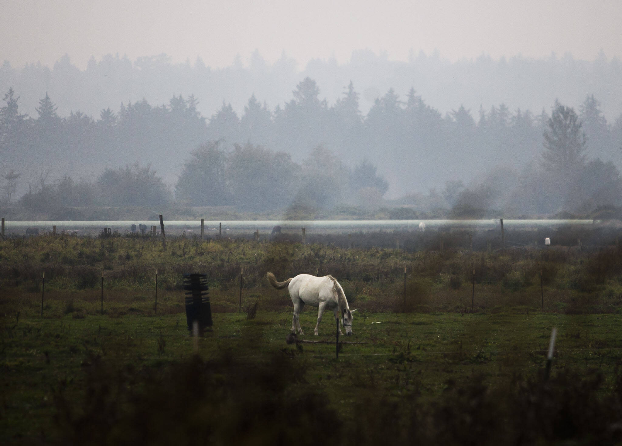 A white horse grazes in a pasture blanketed by wildfire smoke last October in Snohomish. (Olivia Vanni / The Herald file photo)