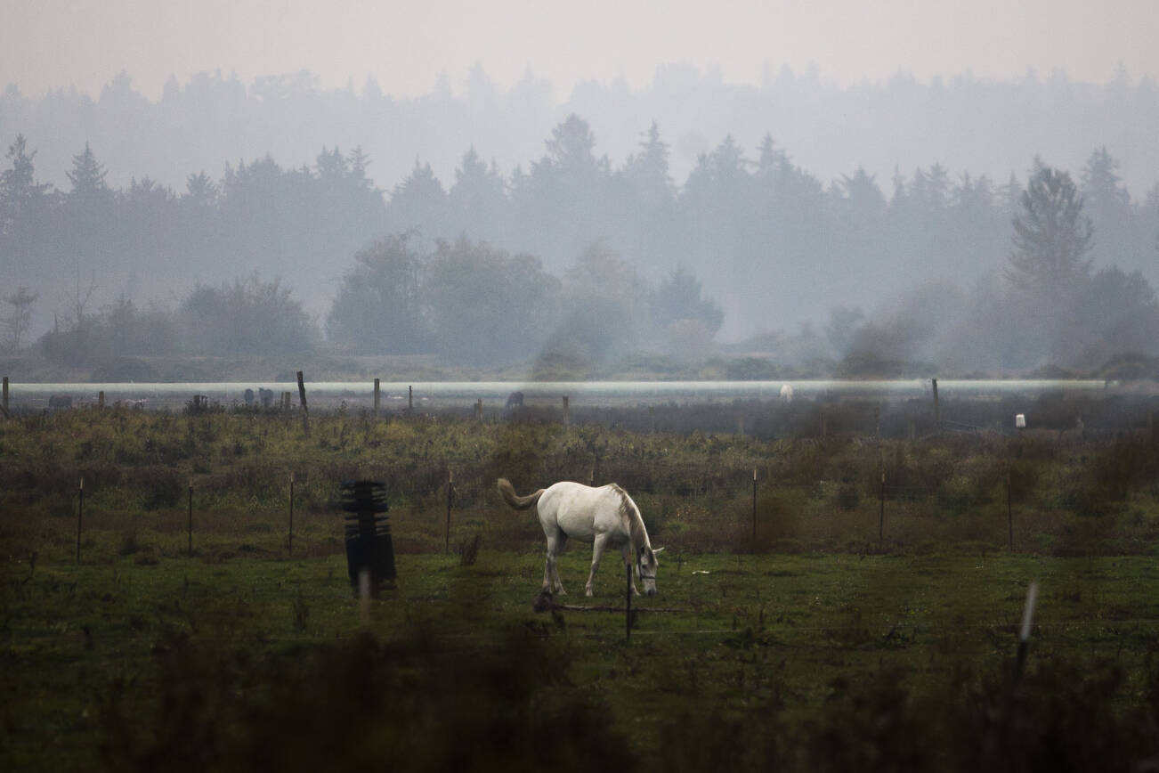 A white horse grazes out in a pasture blanketed by smoke on Thursday, Oct. 20, 2022 in Snohomish, Washington. (Olivia Vanni / The Herald)