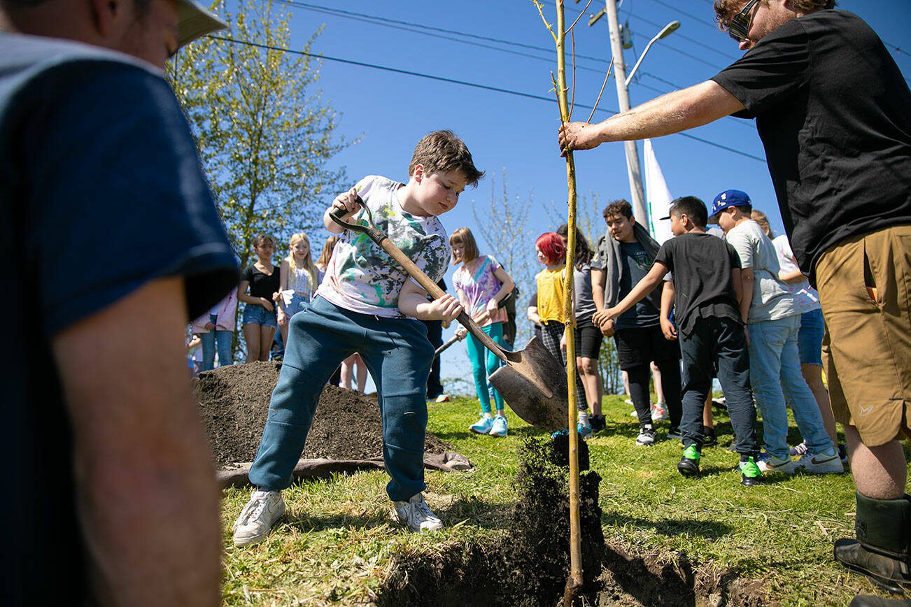 Freylands Elementary fifth grader Vaughn Kipnis takes a turn shoveling dirt to help plant a Niobe Golden Weeping Willow along the banks of Lake Tye during an Arbor Day celebration at Lake Tye Park on Friday, April 28, 2023, in Monroe, Washington. Students from Mrs. Sager and Mrs. Slater’s classes took a field trip to help the city plant the park’s newest tree. (Ryan Berry / The Herald)