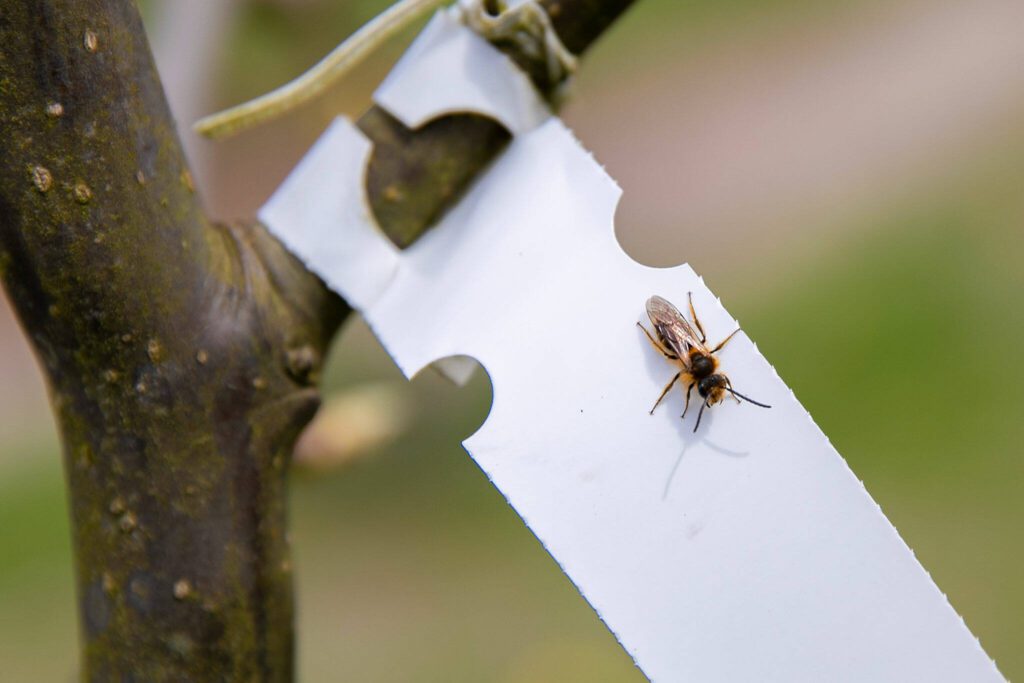 A small bee rests on the label of a pear tree at the food garden and pollinator section of the Woods Creek Hydroelectric Project on Thursday, April 13, 2023, in Monroe, Washington. (Ryan Berry / The Herald)
