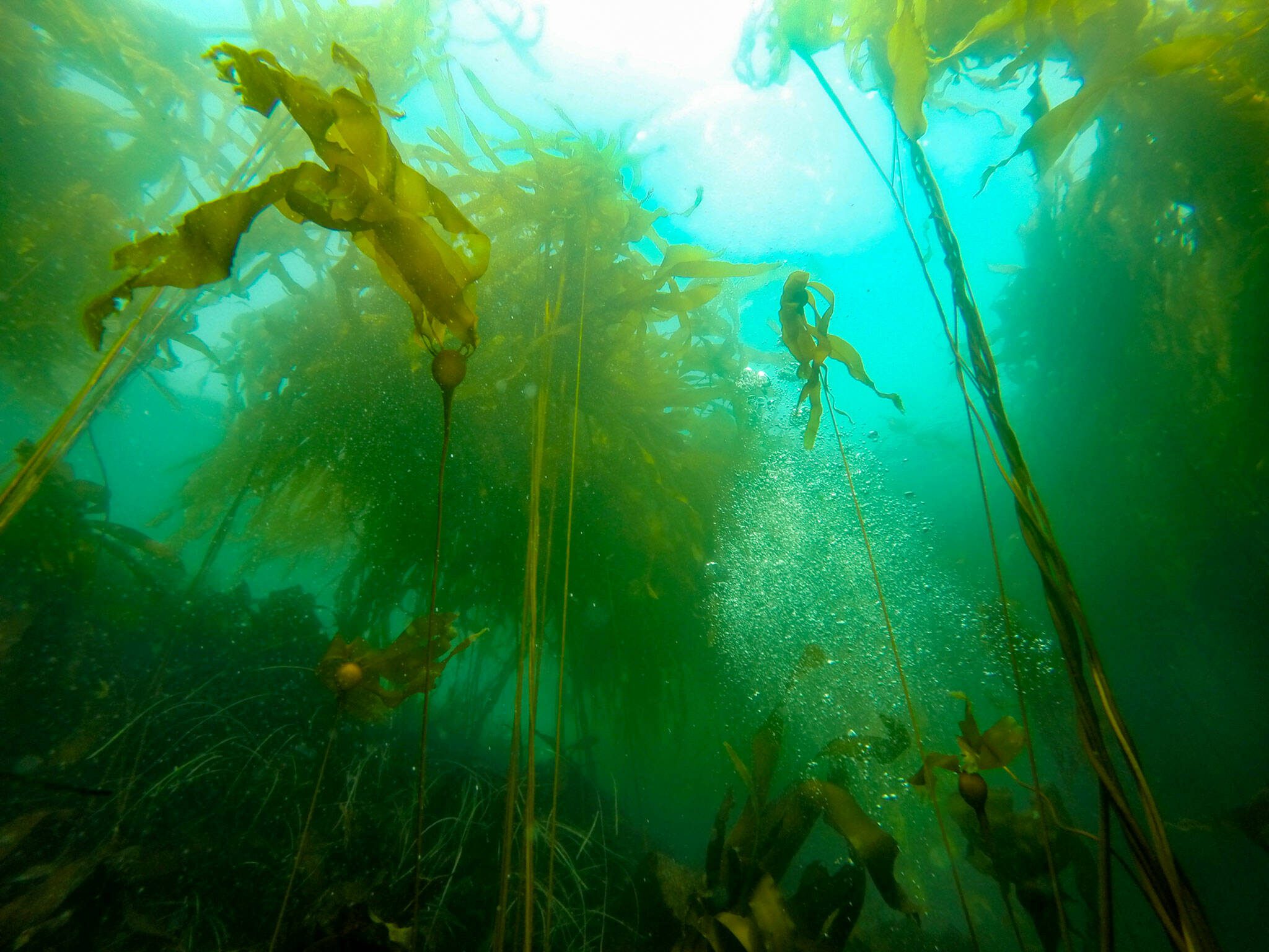 Bull kelp (NOAA)
