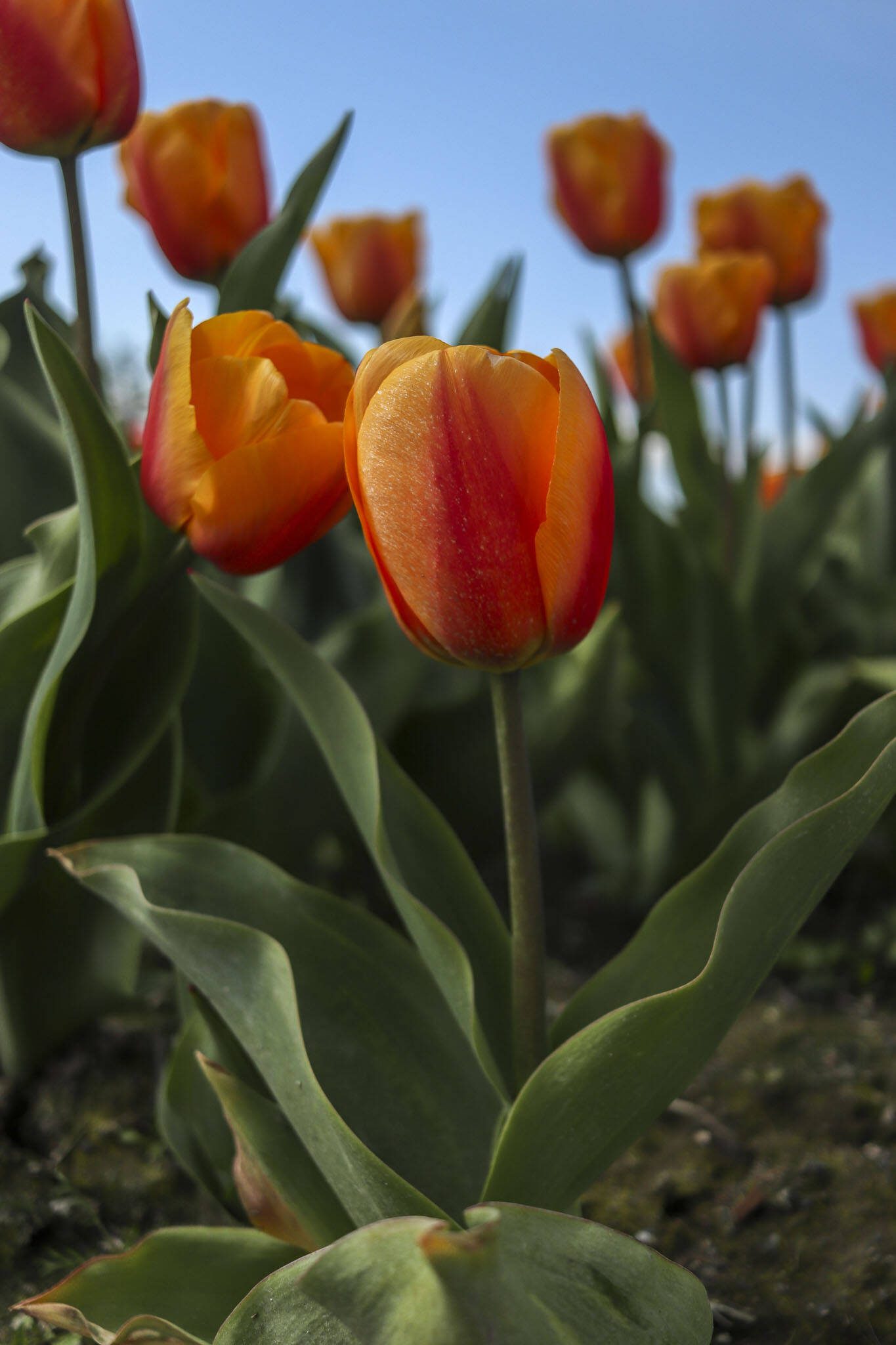 A section of tulips among daffodils and other flowers grow during the Skagit Valley Tulip Festival at RoozenGaarde in Mount Vernon. (Annie Barker / The Herald)