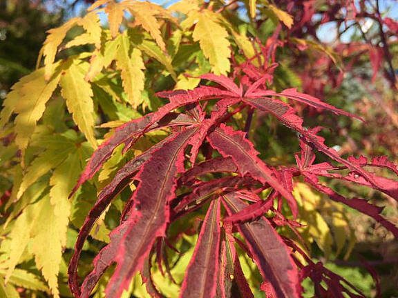 Japanese maples are an absolutely exquisite creation of nature and should not be overlooked when one is out in the garden mucking about.