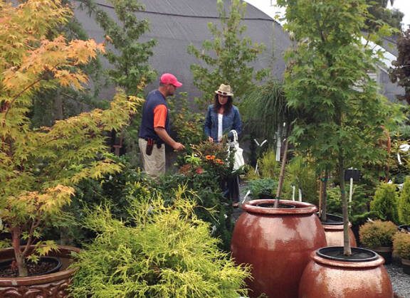Take time this spring to visit the garden center and look closely at the finely crafted foliage of Japanese maples as they once again regale themselves in their finest.
