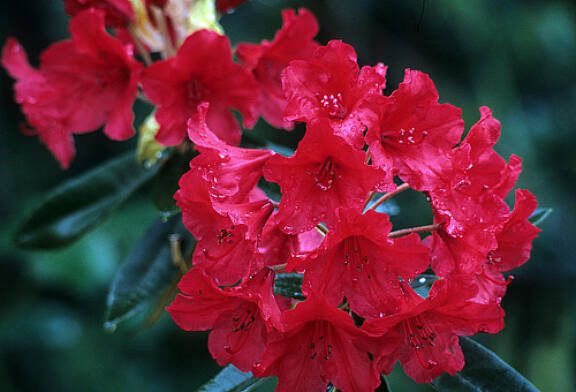 Rhododendron ‘Vulcan’ blooms in late spring with trusses of bold fire-engine red against a backdrop of deep green foliage held on rounded shrub. (Richie Steffen)