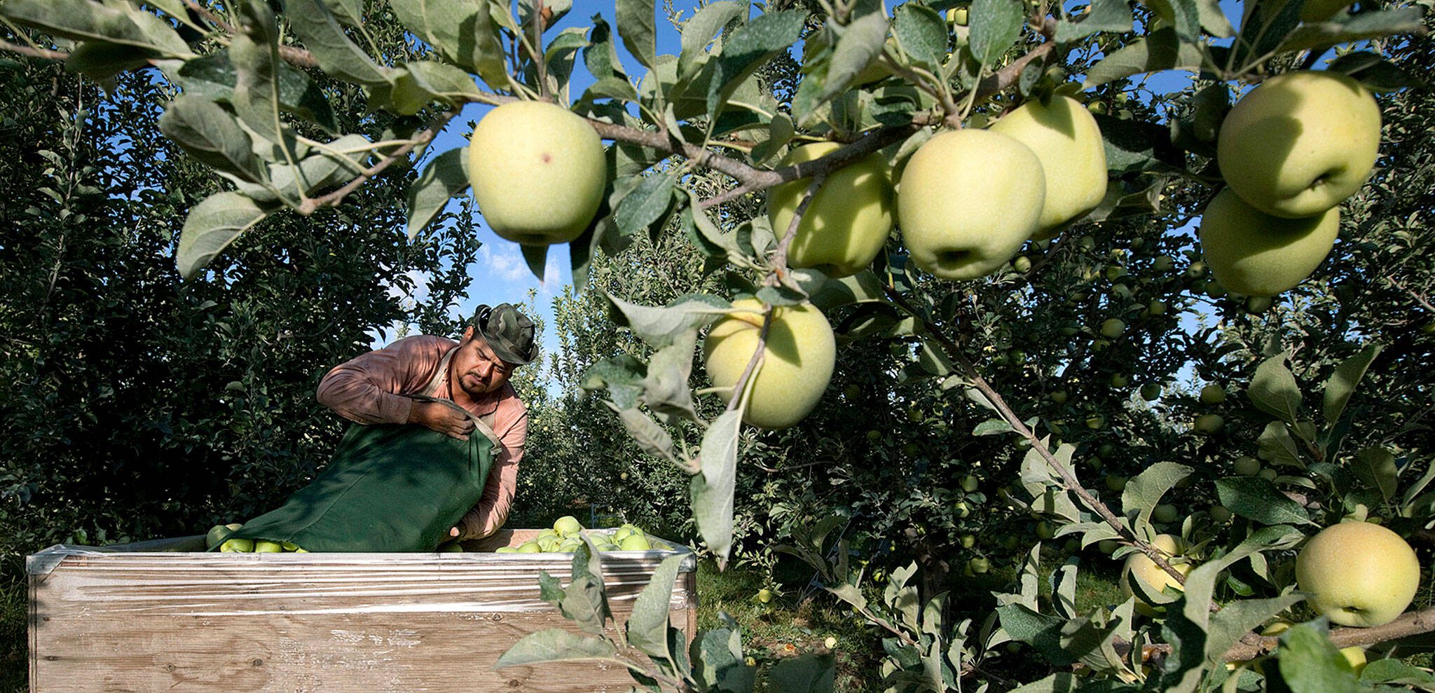 Sergio Garcia empties a bag of golden delicious apples into a bin at a Valicoff Fruit Co. orchard near Wapato, Wash, in September, 2013. (Gordon King / Yakima Herald-Republic via AP, file photo)