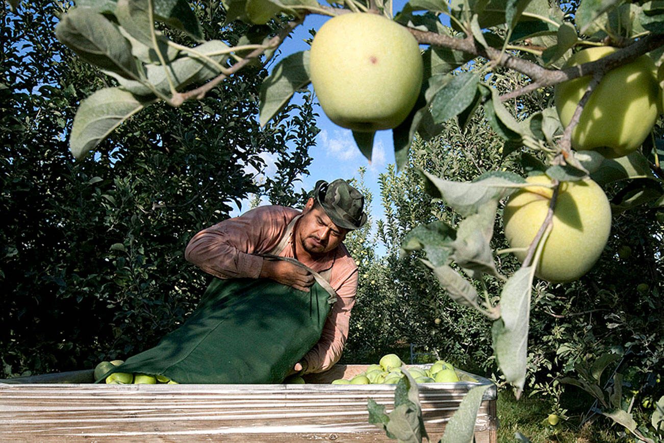 FILE - In this Sept. 16, 2013, file photo, Sergio Garcia empties a bag of just-picked golden delicious apples into a bin at a Valicoff Fruit Company orchard near Wapato, Wash. Harvesting the vast fruit orchards of Eastern Washington each year requires thousands of farmworkers, many of them working illegally in the United States. That system could eventually come to an end as at least two companies are rushing to get robotic fruit picking machines to market. (Gordon King/Yakima Herald-Republic via AP, File)