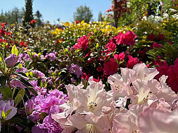 A mix of rhododendrons and azaleas. (Steve Smith)