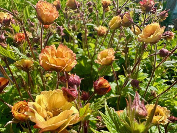 Tempo Yellow geum blooms. (Steve Smith)
