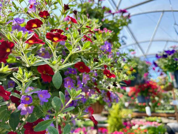 Hanging baskets. (Steve Smith)
