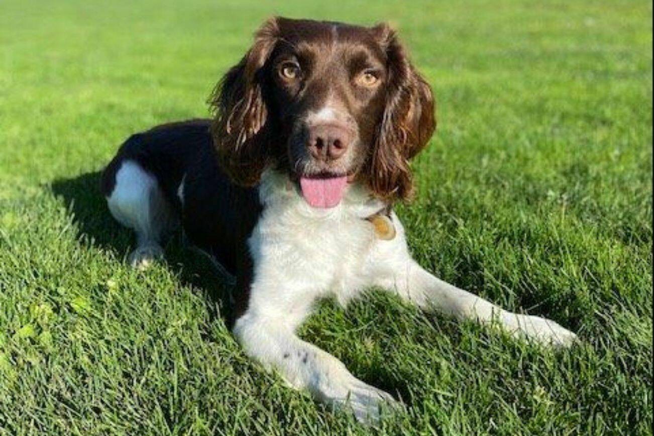 Drug Task Force K-9 Sully overdosed on fentanyl while he and his handler were assisting Skagit County with a search warrant service on Thursday May 11, 2023 in Everett, Washington. (Snohomish County Sheriff's Office)