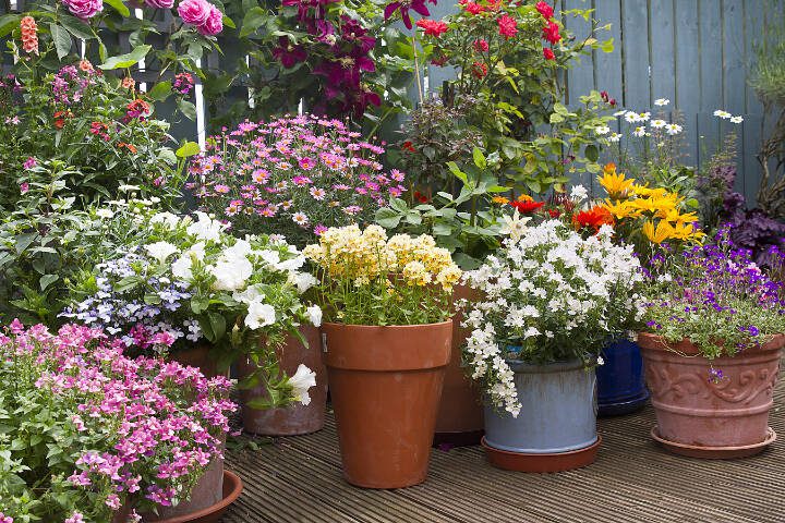 To be successful — as in “over the top” successful — with our pots, we need to pay attention to size, drainage, soil, watering and feeding. (Getty Images)
