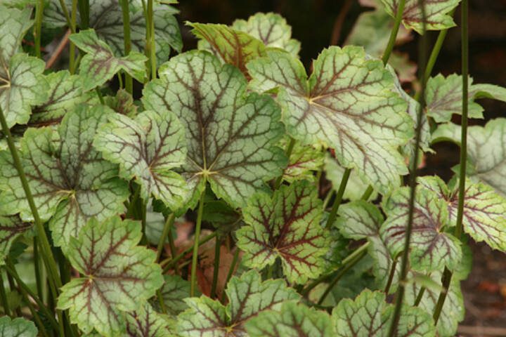 This charming perennial is small, but with green and silvery foliage as well as purple veining, particularly during cooler weather. (Richie Steffen)