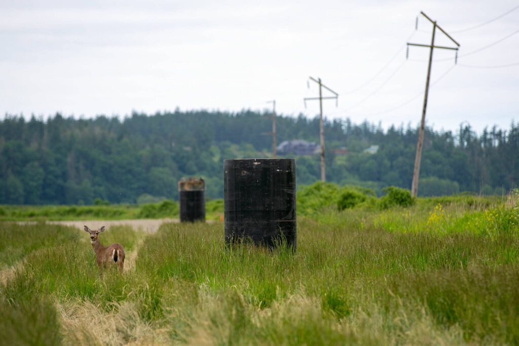 A whitetail deer walks through a farmer’s field next to two steel casings that will eventually house power poles and lines on Tuesday, May 30, 2023, in Stanwood, Washington. The 20-foot casings seen here are partly in the ground, but will require special equipment to fully drive into the earth due to wet ground conditions. (Ryan Berry / The Herald)
