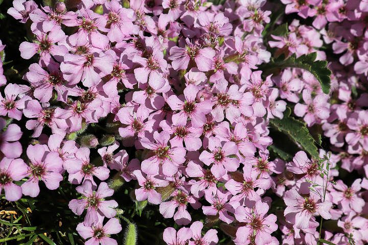The delicate pink flowers of Soapwort are just one part of the tapestry of blooming ground covers in Steve Smith’s garden right now. (Getty Images)
