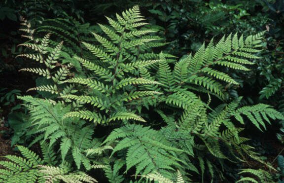 The silvers and purplish-reds that are overlaid on this fern’s fronds will brighten any shadowy situation. (Richie Steffen)