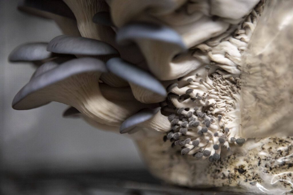 Blue Oyster mushrooms grow at Nathanael Engen’s property in Everett, Washington on Monday, March 27, 2023. Engen summarizes his business as “cultivating mushrooms, and healthy communities.” (Annie Barker / The Herald)
