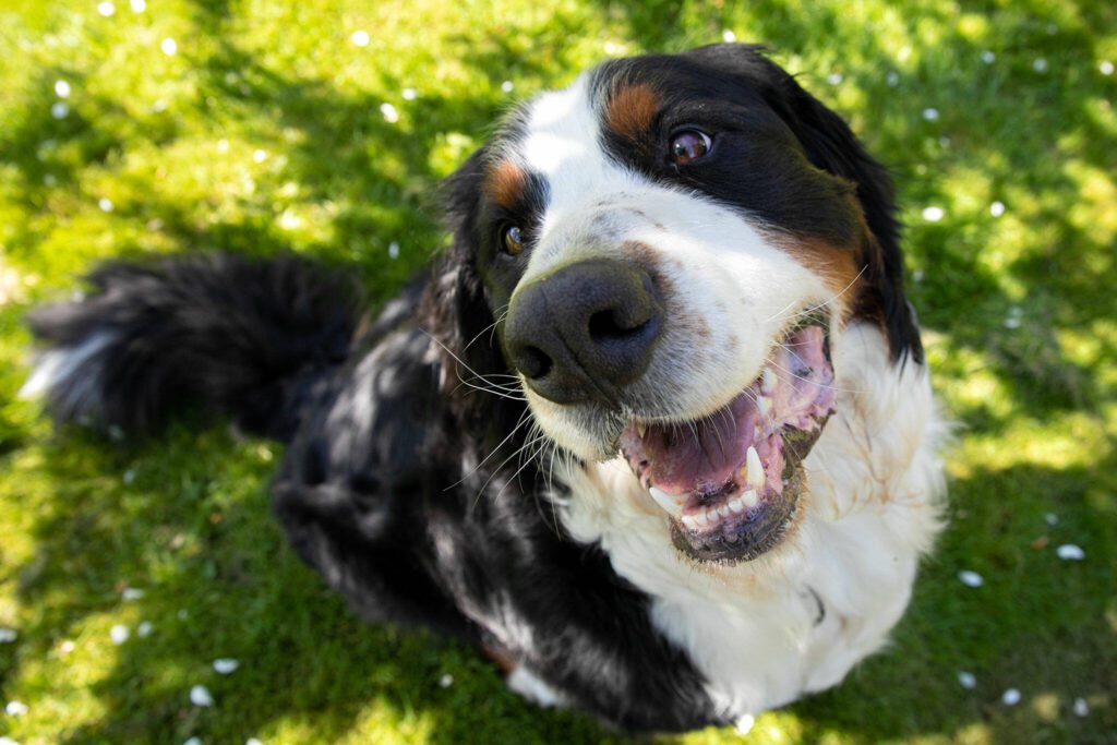 Kona, the Bernese mountain dog, patiently waits to receive an apple as a treat on Wednesday, May 10, 2023, in Camano, Washington. (Ryan Berry / The Herald)

