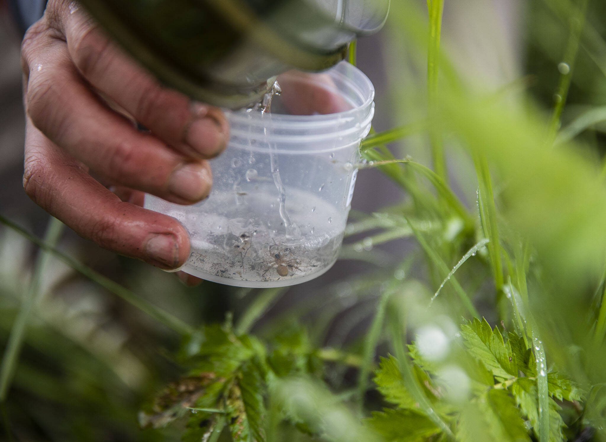 Emily Howe pours a spider caught in a bug trap into a specimen jar on Monday, May 22, 2023 in Stanwood, Washington. (Olivia Vanni / The Herald)