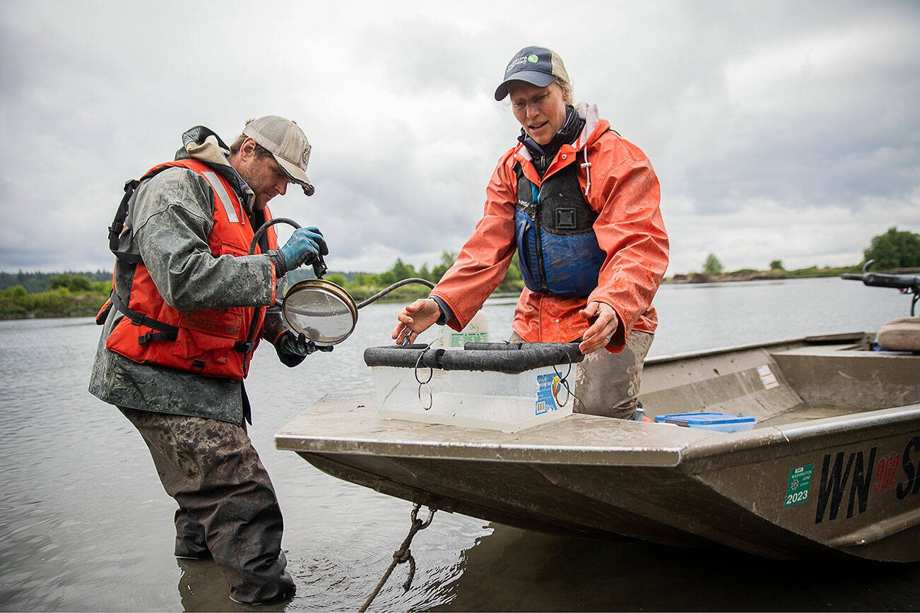 Brian Henrichs, left, and Emily Howe, right, begin sifting out the bugs from their bug trap along Port Susan on Monday, May 22, 2023 in Stanwood, Washington. (Olivia Vanni / The Herald)