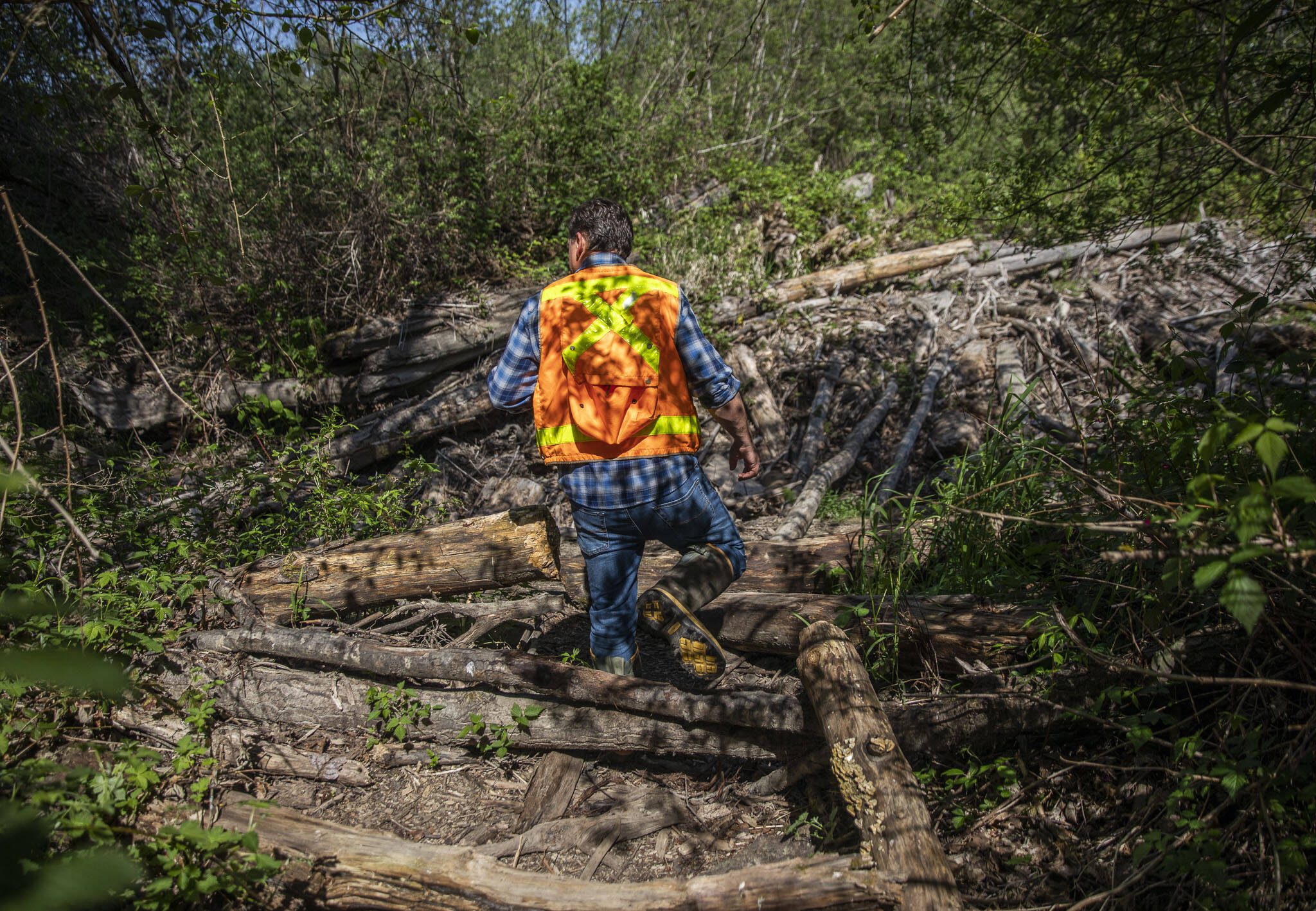 Mike Rustay walks through a section of a log jam that has piled up along a break in the levy at Bob Heirman Wildlife Preserve at Thomas’ Eddy on Wednesday, May 3, 2023 in Snohomish, Washington. (Olivia Vanni / The Herald)