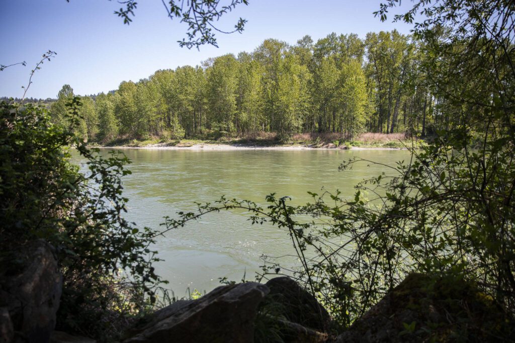 The Snohomish River turns along the edge of the Bob Heirman Wildlife Preserve at Thomas’ Eddy on Wednesday, May 3, 2023 in Snohomish, Washington. (Olivia Vanni / The Herald)
