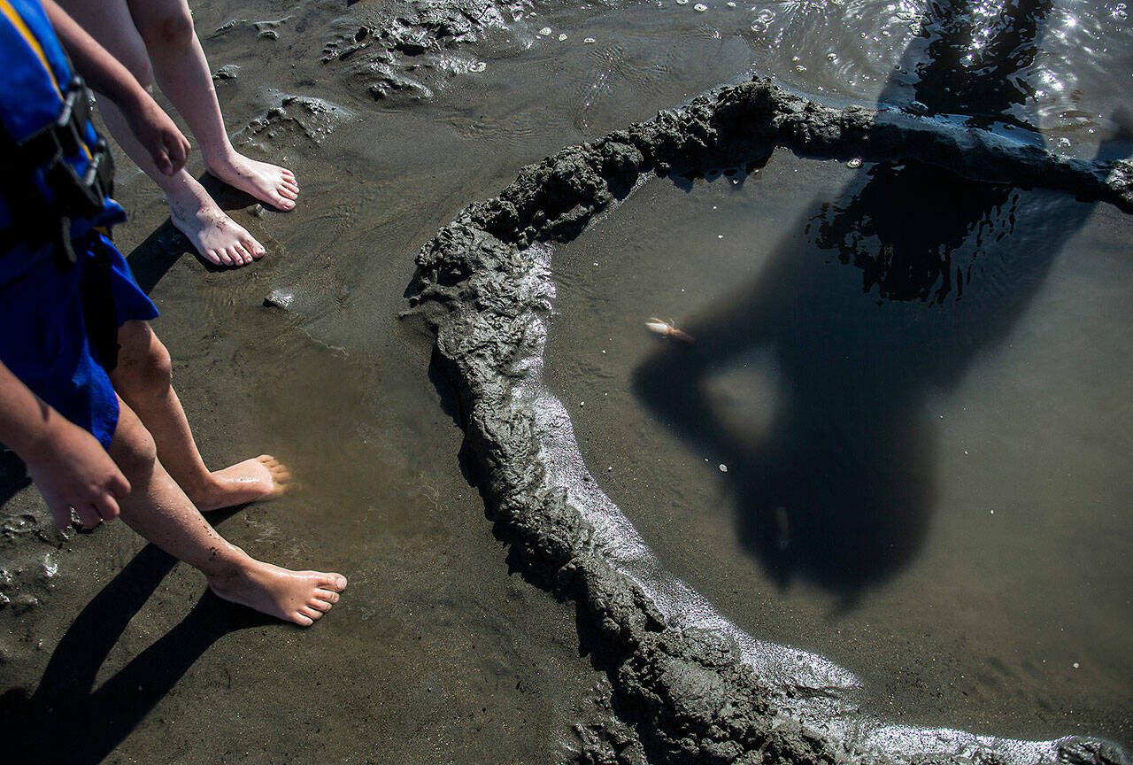 A group of children watch as a ghost shrimp buries itself int he sand on Jetty Island on Thursday, July 5, 2018 in Everett, Washington. (Olivia Vanni / The Herald)
