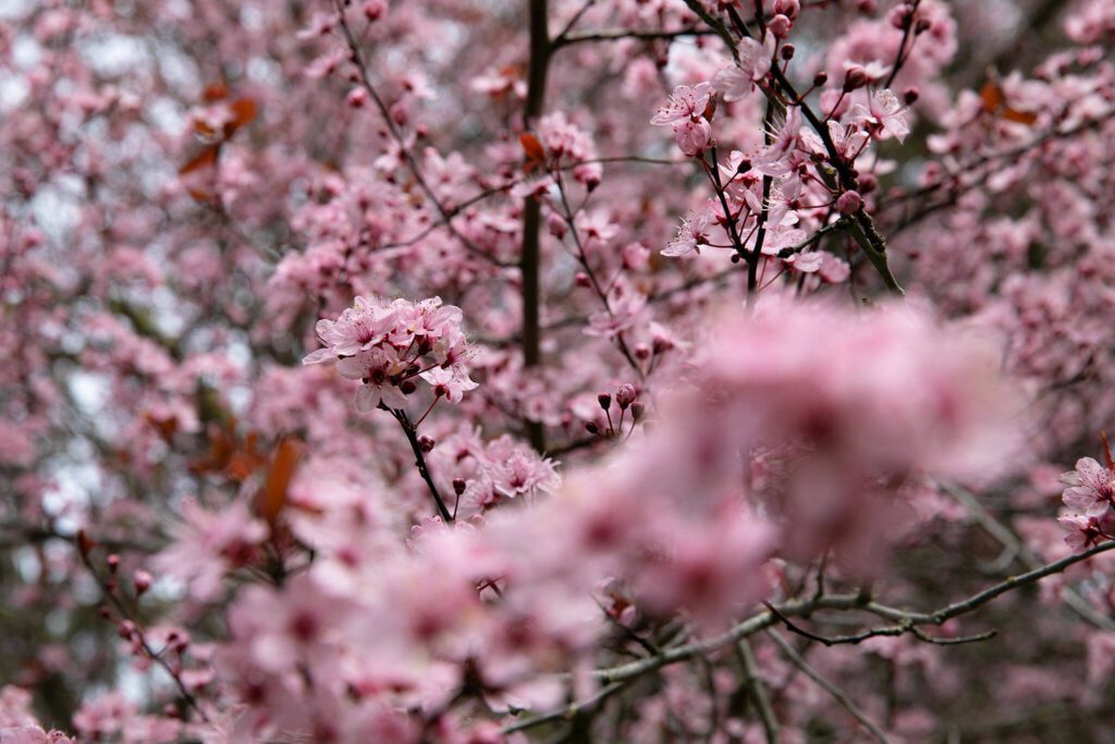 A tree blooms at Meerkerk Gardens on Wednesday, April 5, 2023, in Greenbank, Washington. (Ryan Berry / The Herald)

