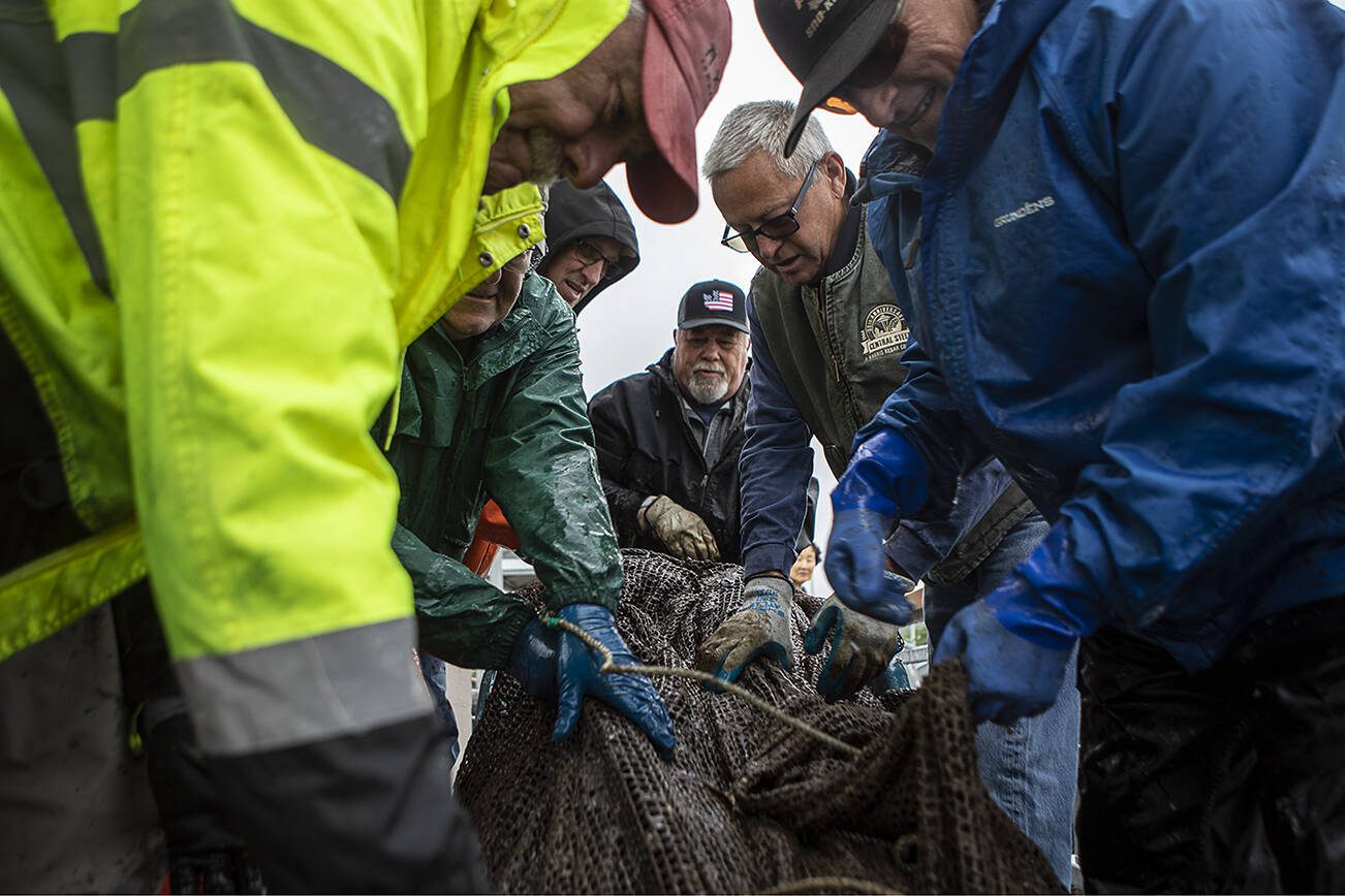 Members of the Puget Sound Anglers pull up a net after releasing salmon at the Edmonds fishing pier in Edmonds, Washington on Saturday June 10, 2023. (Annie Barker / The Herald)