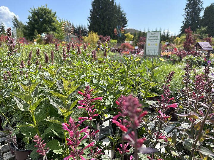 Perennials are seen at Sunnyside Nursery in Marysville. (Steve Smith)