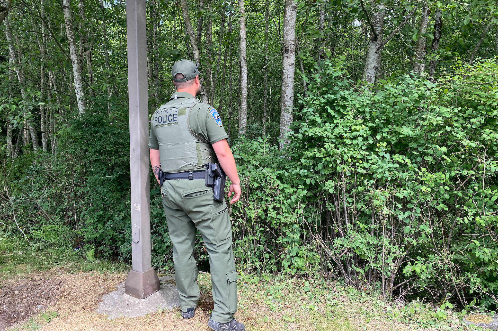 A Fish and Wildlife officer looks at the tree line where the bear retreated Wednesday, June 8, 2023 in Everett, Washington. The Washington Department of Fish and Wildlife respond to number of calls involving black bears each year. (Photo provided by the Washington Department of Fish and Wildlife)