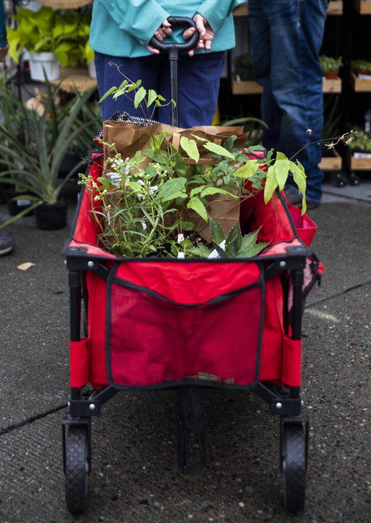 A woman stand with a wagon full of plants during the first day of Sorticulture on Friday, June 9, 2023 in Everett, Washington. (Olivia Vanni / The Herald)
