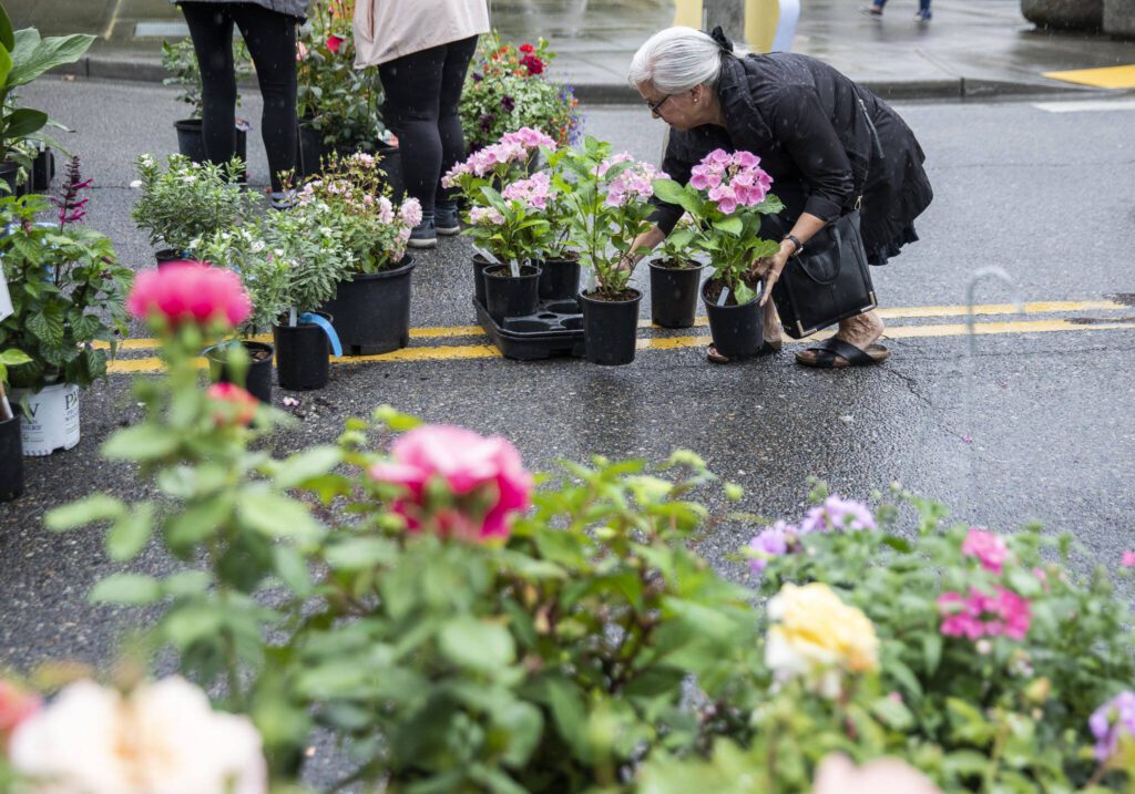 Pamela Spurling picks out a hydrangea plant during the first day of Sorticulture on Friday, June 9, 2023 in Everett, Washington. (Olivia Vanni / The Herald)
