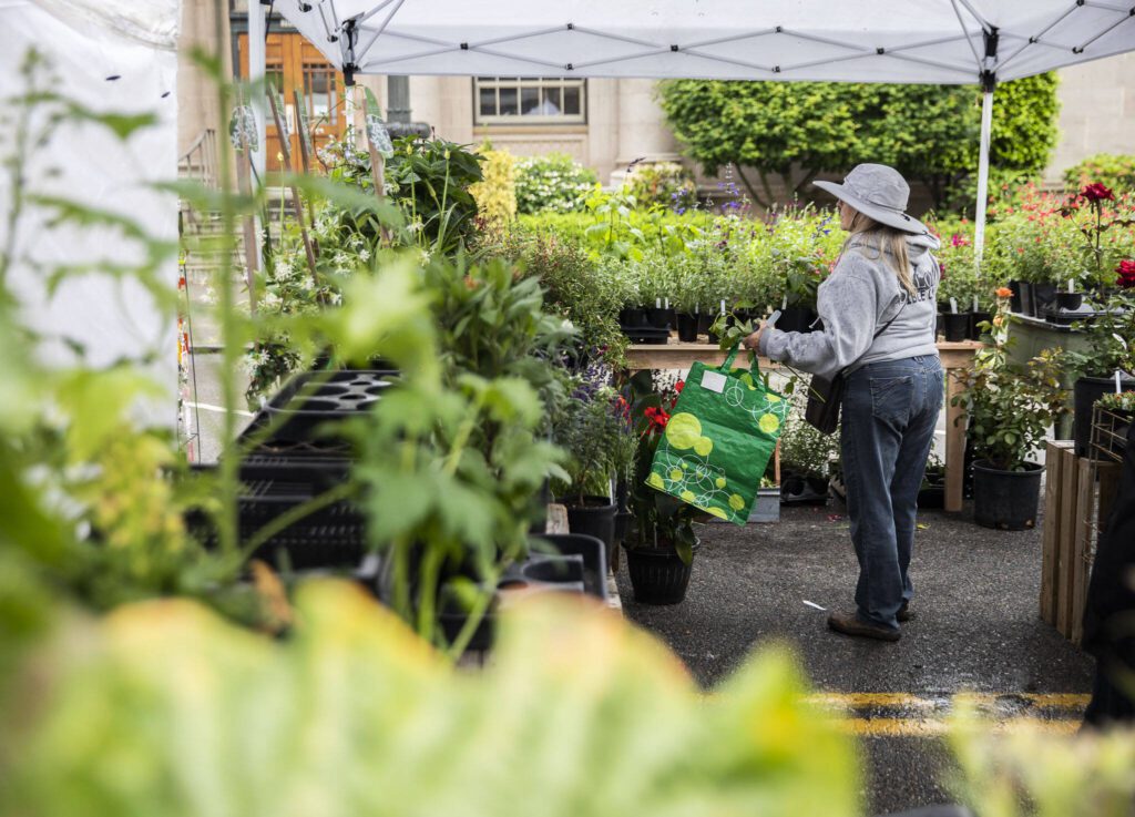 A woman browsing a plant selection during the first day of Sorticulture on Friday, June 9, 2023 in Everett, Washington. (Olivia Vanni / The Herald)
