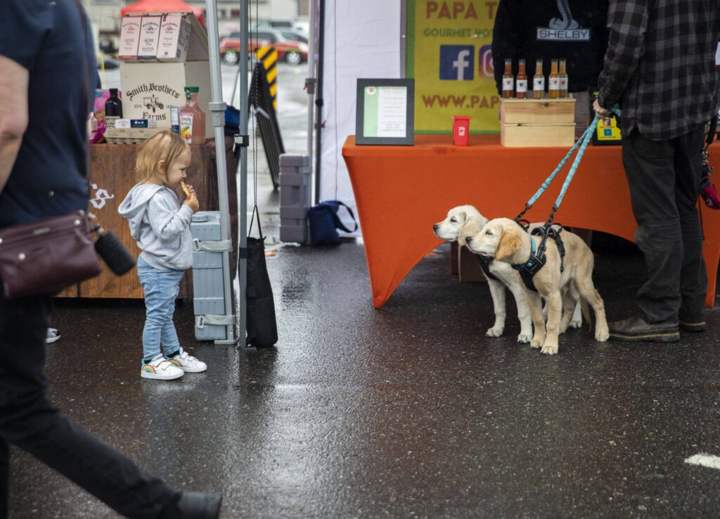 Two puppies watch Nova Whitt, 2, eat a cookie at the Marysville Farmers Market on Friday, June 9, 2023, in Marysville, Washington. (Olivia Vanni / The Herald)

