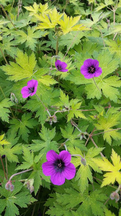 Geranium ‘Ann Folkard’ is it. This vigorous geranium can knit the largest of borders together and the magenta flowers are a striking contrast to the chartreuse foliage. (Rick Peterson)
