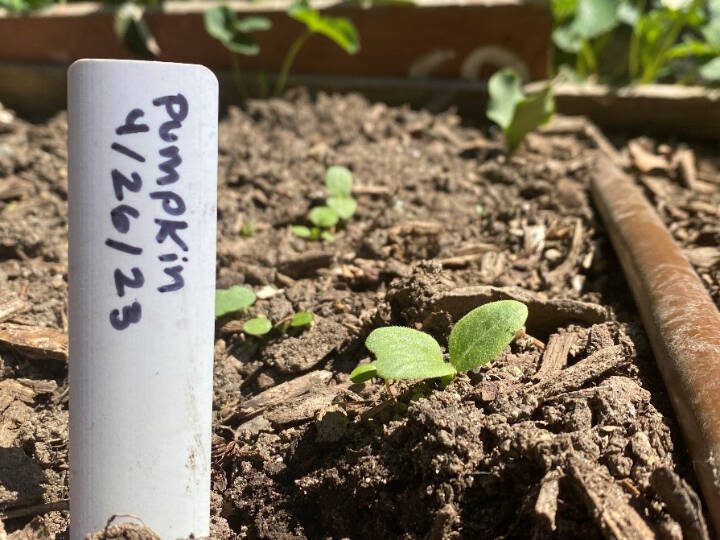 In this photo, a gardener has labeled their pumpkin crop with old blinds cut into small pieces. (WM)
