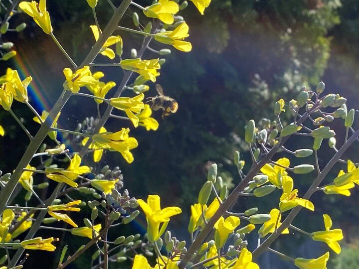Save soil by leaving some crops in the ground. Stems and flowers from this over-wintered cabbage plant are called cabbage raab. They are edible and support pollinators like hummingbirds and various insect species. (WM)