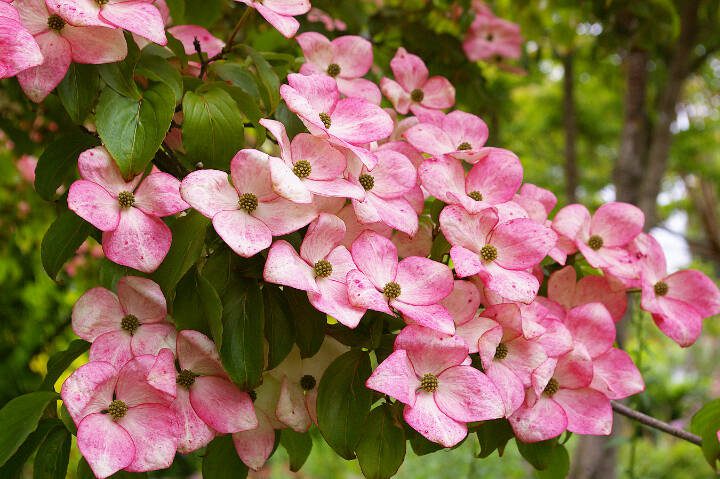 This beautiful small to medium sized tree develops a graceful layered branching pattern that shows the flowers off well. (Great Plant Picks)